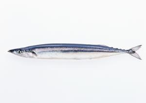 【2026年最新版】札幌の絶品カフェガイド｜地元民が教えるおすすめ店と最新情報